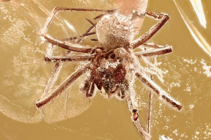Detailed Fossil Spider with Phoretic (Attached) Mites In Baltic Amber #343238